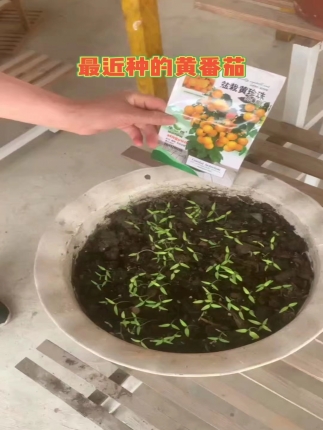 黄番茄出苗了