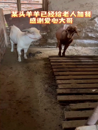某头加餐的羊羊