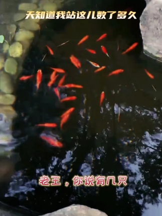 天知道我数了多久