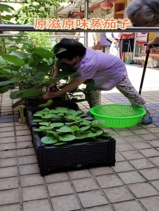 原滋原味蒸茄子