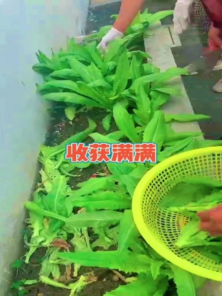 收获一大篮，晚上加餐