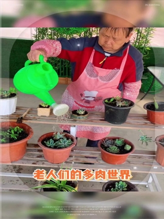 老人们的多肉世界