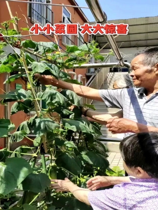 小菜园的一天