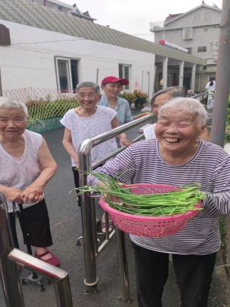 忙收菜